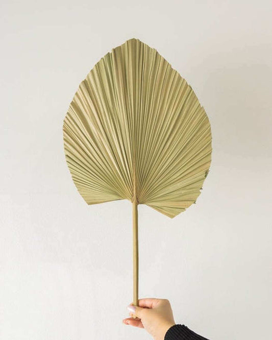 PampasGal-6_18 - Inovia Store