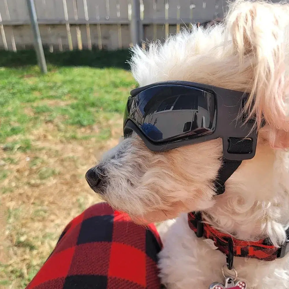 UV Protection Dog Adjustable Sunglasses For Outdoors on a small dog with fur sitting outdoors.