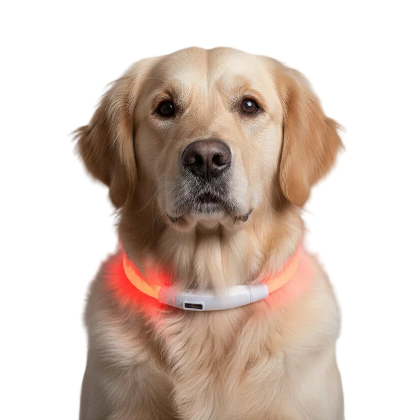 LED dog collar for night safety illuminating a golden retriever for enhanced visibility at night.