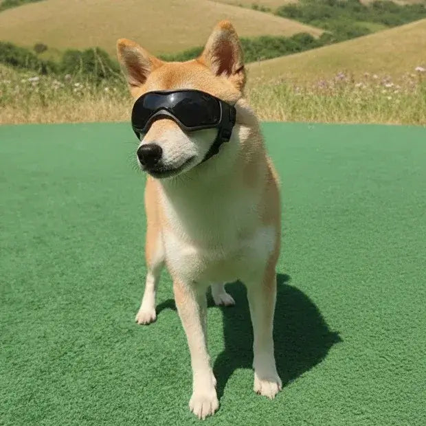 UV Protection Dog Adjustable Sunglasses For Outdoors on a Shiba Inu standing on green grass.